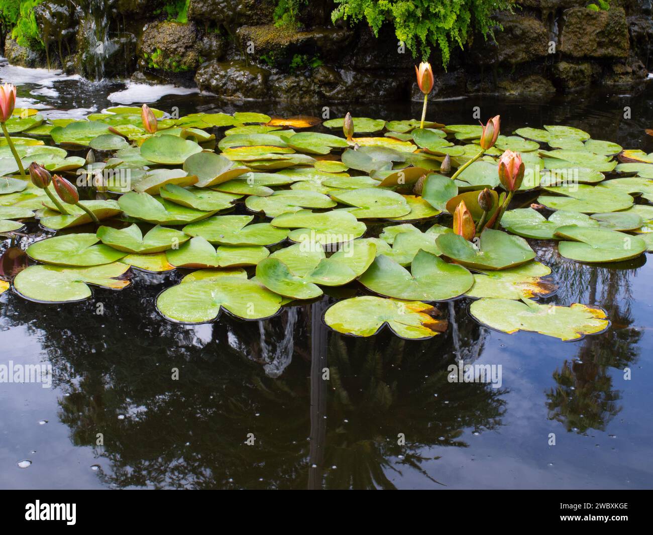 Pond Water Lily Stock Photo - Alamy