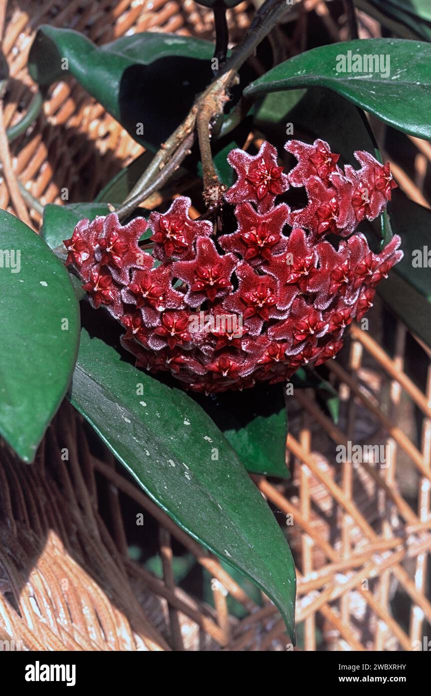 Semi Di Hoya Pubicalyx Splash Rossa - Pianta Rampicante Fiorita - 5 Pezzi