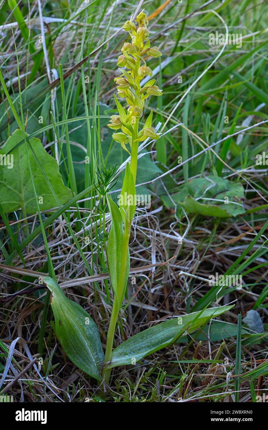 Frog orchid (Dactylorhiza viridis = Coeloglossum viride), Orchidaceae. bulbous herbaceous, wild plant. Appennino, Tuscany, Italy. Stock Photo