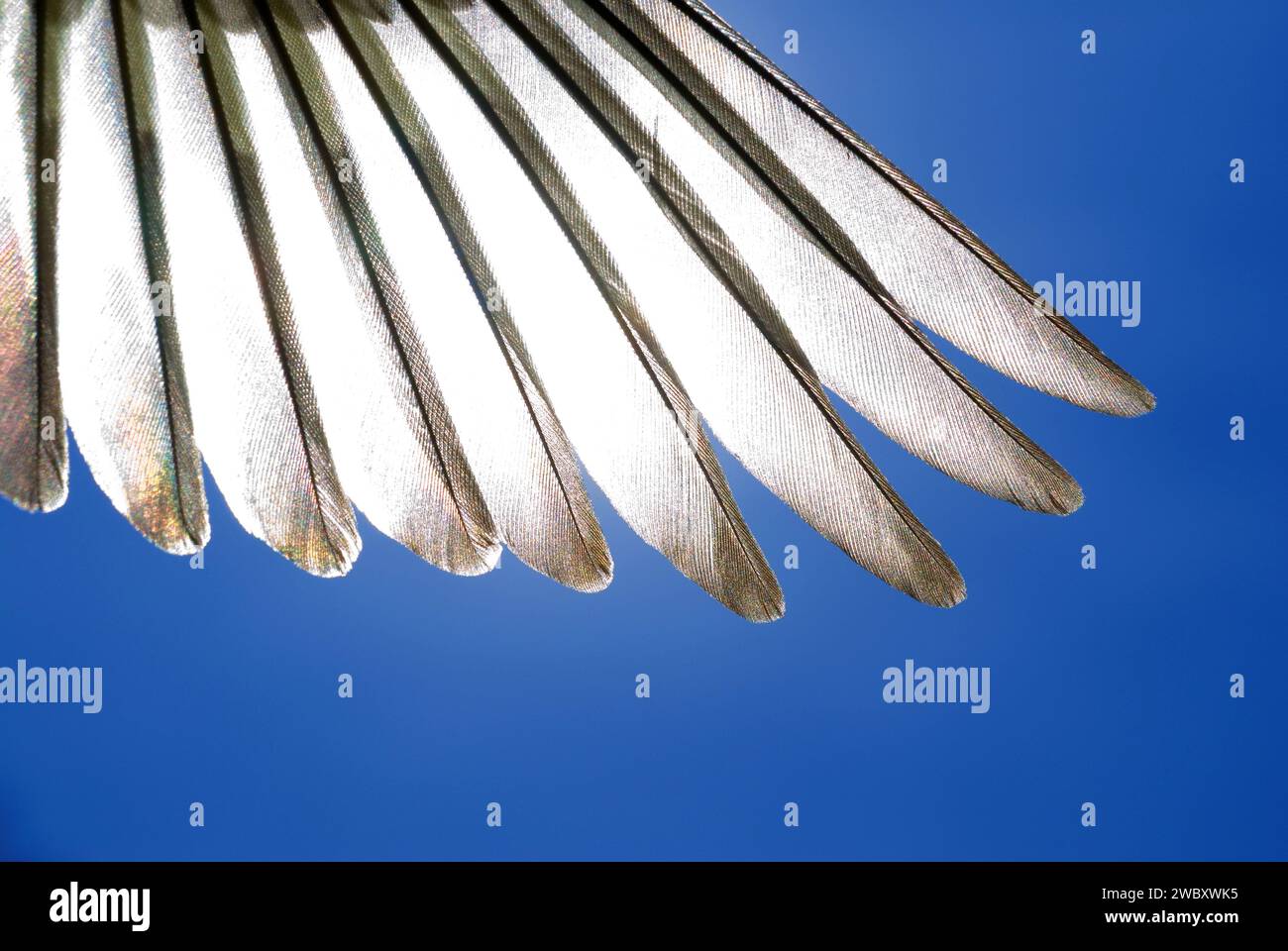 Detail of wing feathers of a small songbird against blue sky in backlight Stock Photo