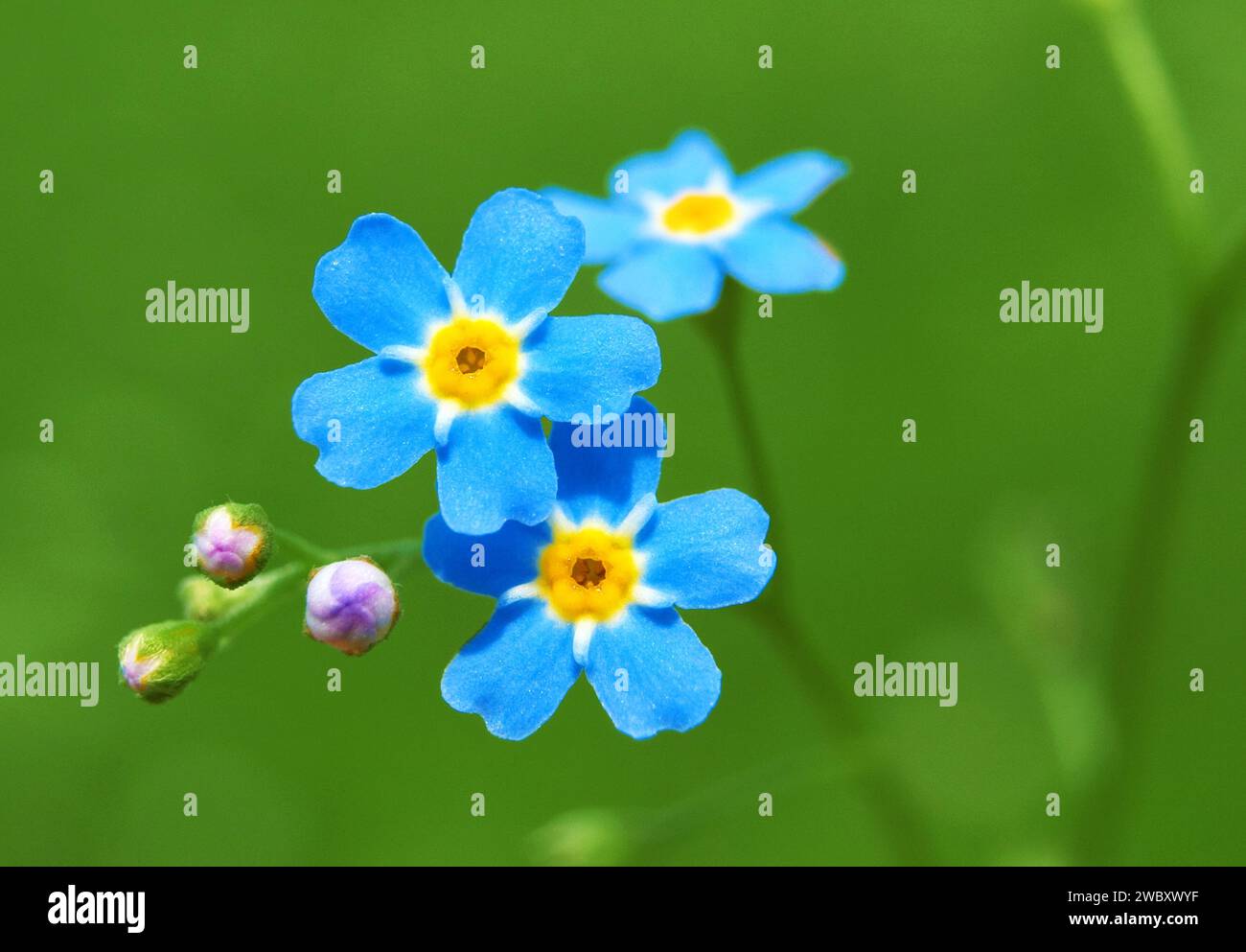 close up of forget-me-not (myosotis palustris), near Wallgau, Bavaria, Germany Stock Photo