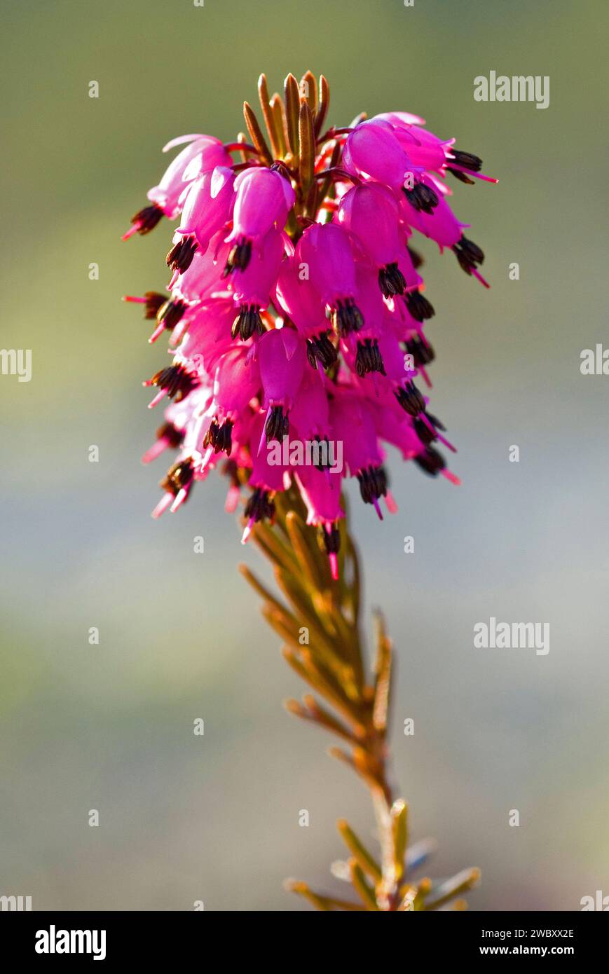 close up of a pink blossom of Winter Heath or Alpine Heath (Erica Carnea) in the alps near Lenggries, Bavaria, Germany, Europe Stock Photo