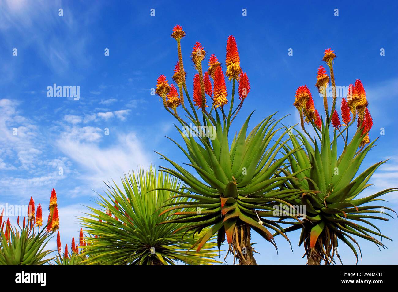 close up of Aloe Vera flowers (Aloe Vera) against blue sky, near Los Canarios, La Palma, Canary Islands, Spain Stock Photo
