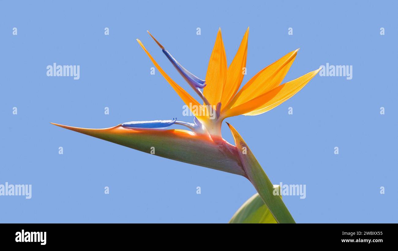 close up of a single blossom of a bird of paradise (Strelitzia reginae) white wall of a house in background, La Palma, Canary Islands, Spain Stock Photo