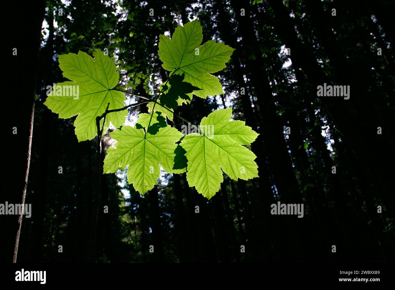 closeup of four green sycamore maple leaves, leaf  (Acer pseudoplatanus) in a dark spruce tree forest near Munich, Bavaria, Germnay Stock Photo