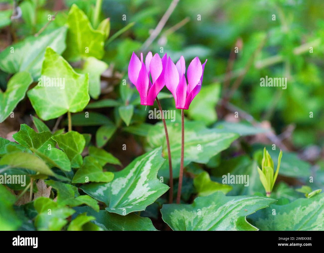 two flowers of Cyclamen, Spring Sowbread (Cyclamen Repandum) standing in common ivy, English ivy, European ivy  (Hedera helix) Montepulciano Stock Photo