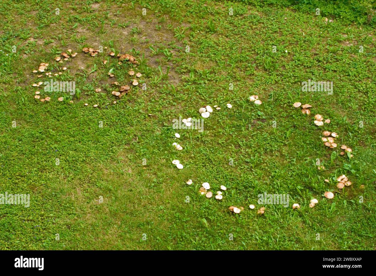 A fairy ring,  fairy circle, elf circle, elf ring or pixie ring with unknown mushrooms Stock Photo