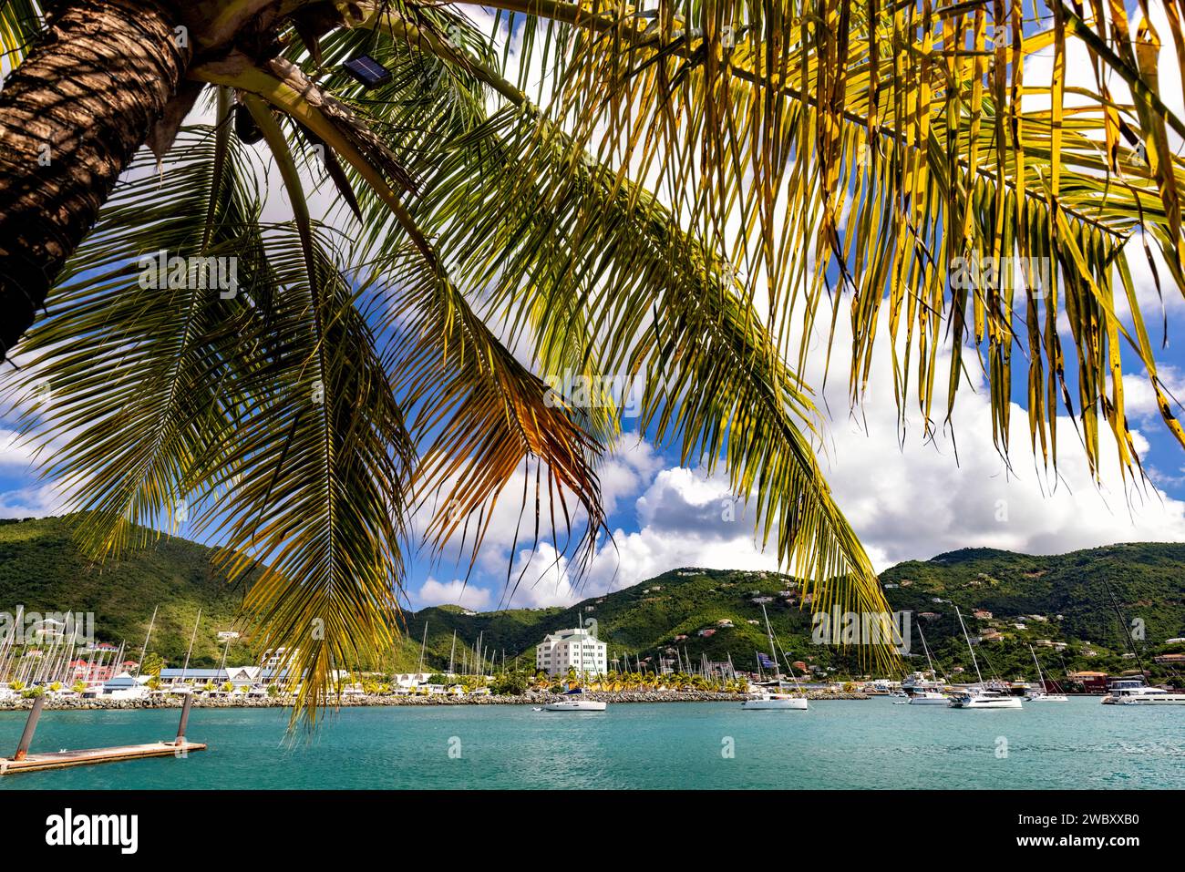 Palm tree framing the Inner Harbour - Cyril B. Romney Tortola Pier Park, Road Town, Tortola, British Virgin Islands Stock Photo