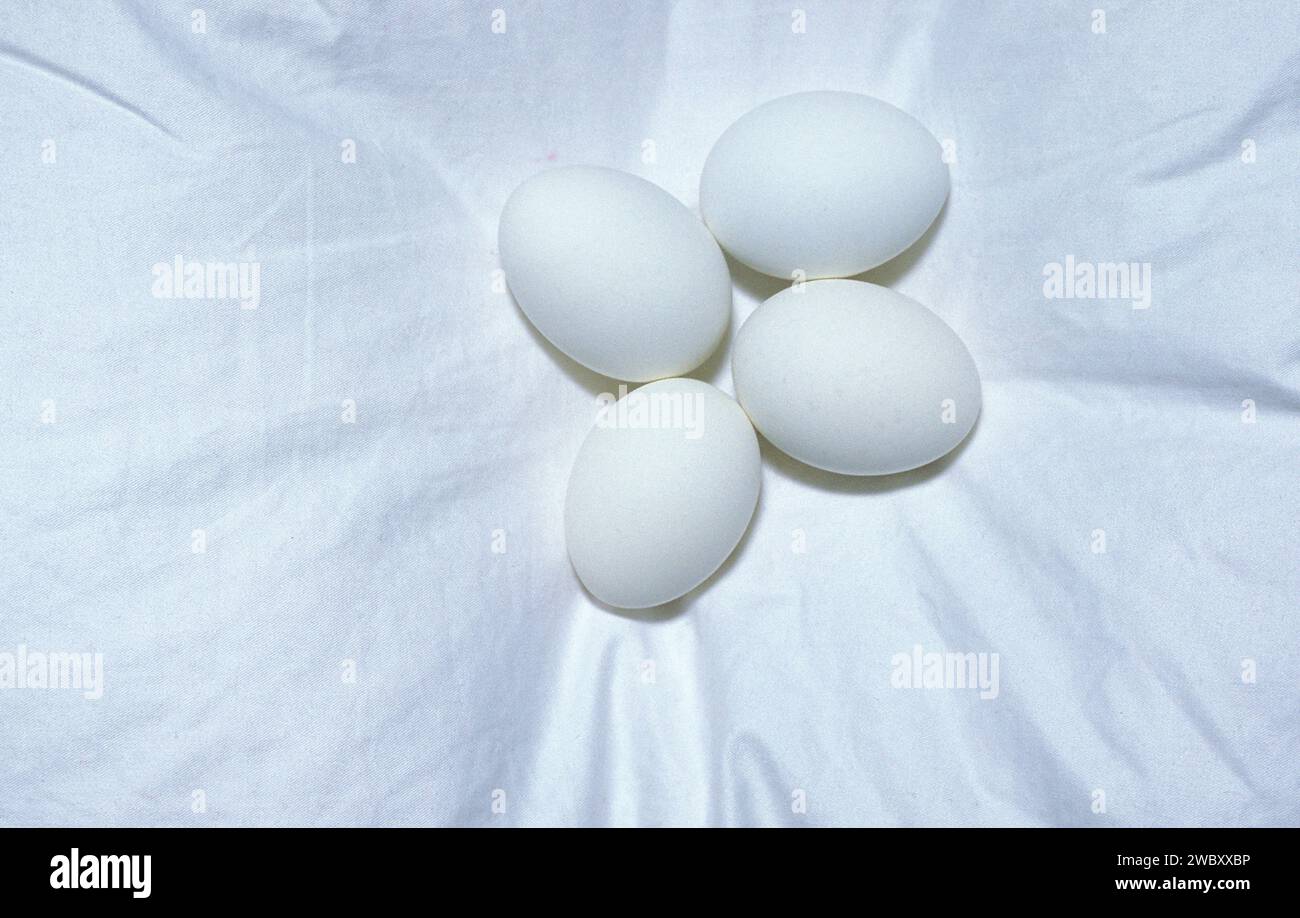 four white chicken eggs on white pillar as background like a hen´s nest Stock Photo