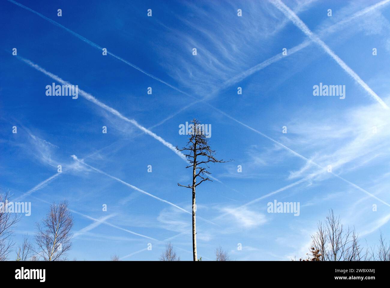 a dead pine tree in Perlacher Forst, the blue sky is showing a net of contrails, condensation trails, possibly chemtrails, Munich, Bavaria, Germany Stock Photo