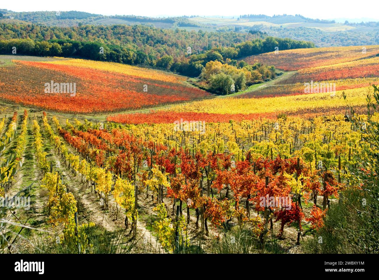 wine yards in autumn between Poggibonsi and Castellina in Chianti, in wine-growing area or region of Chianti, Tusca Stock Photo