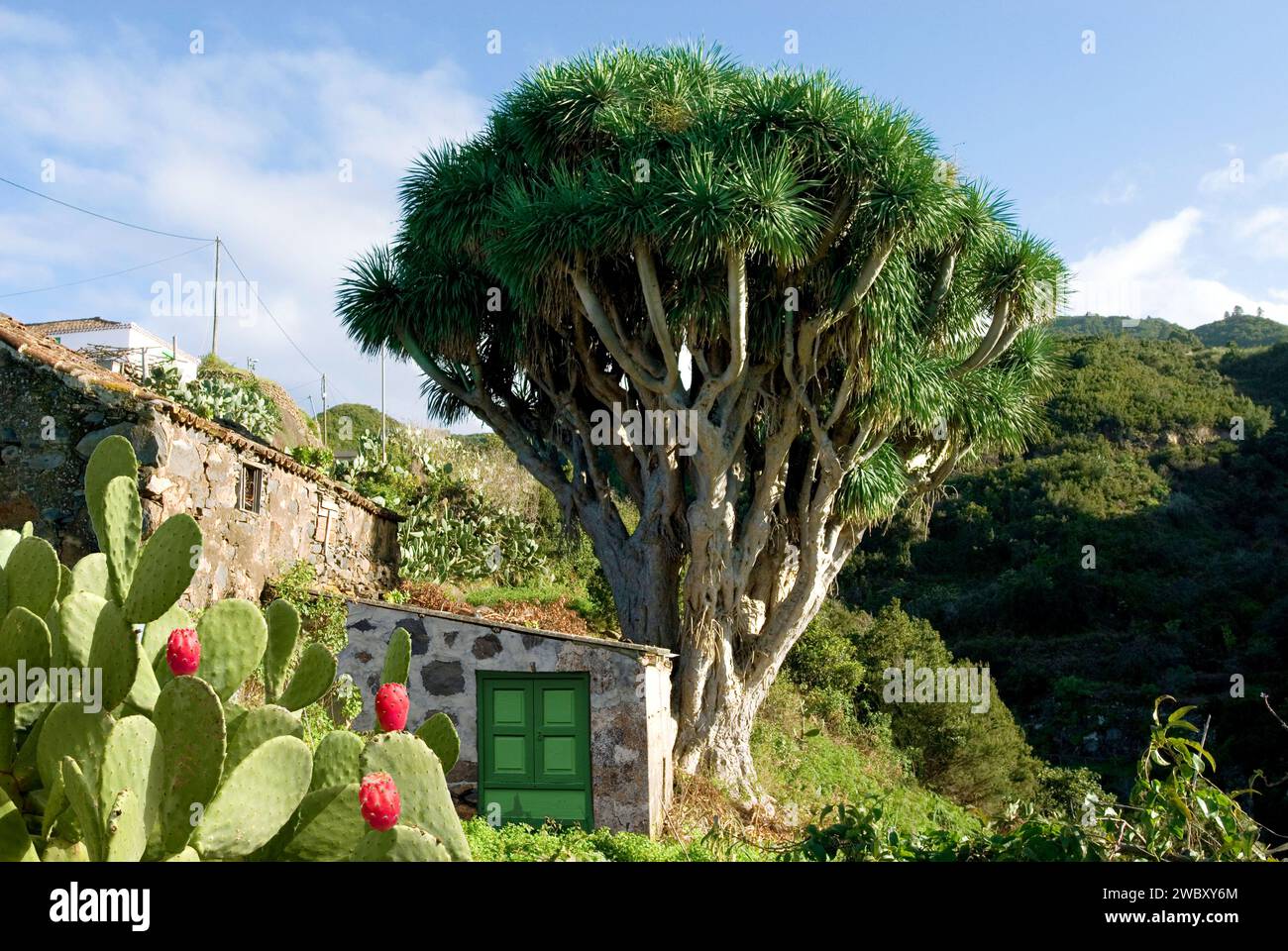 Canary Dragon Tree (Dracaena Draco) and prickly pear cactus (Opuntia dillenii) La Palma, Canary Islands, Spain, Europe Stock Photo