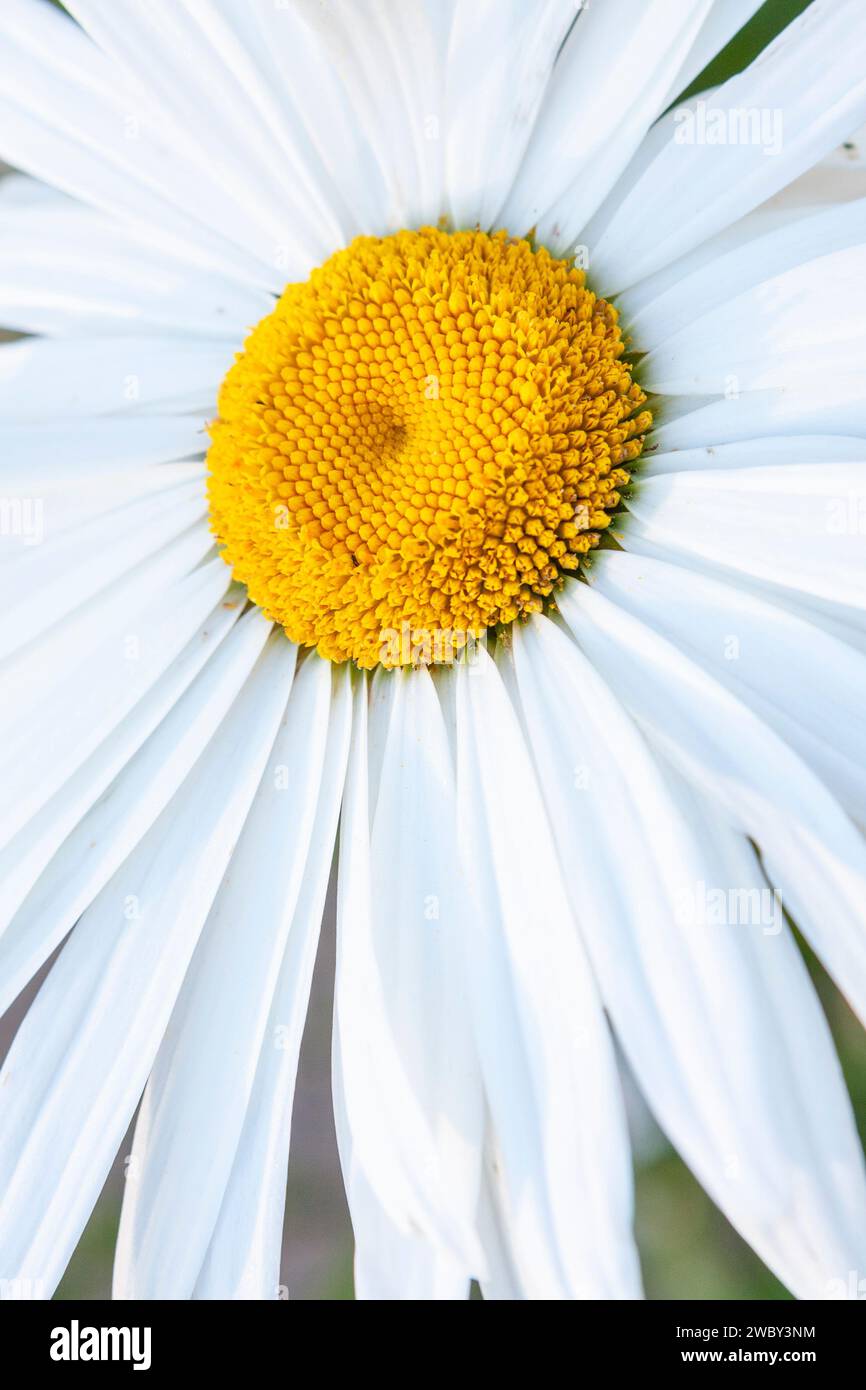 Closeup of the yellow center of a daisy containing tiny tubular flowers called disc (or disk) florets, surrounded by white petal-like ray florets. Stock Photo