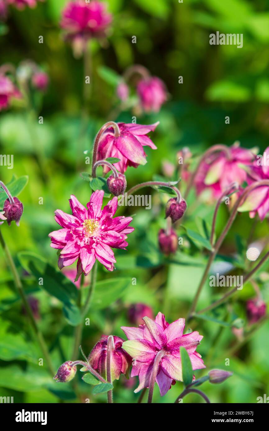 Delicate double rose pink flowers of the Columbine Clementine Rose (Aquilegia vulgaris) in a spring meadow, a good plant for attracting pollinators. Stock Photo