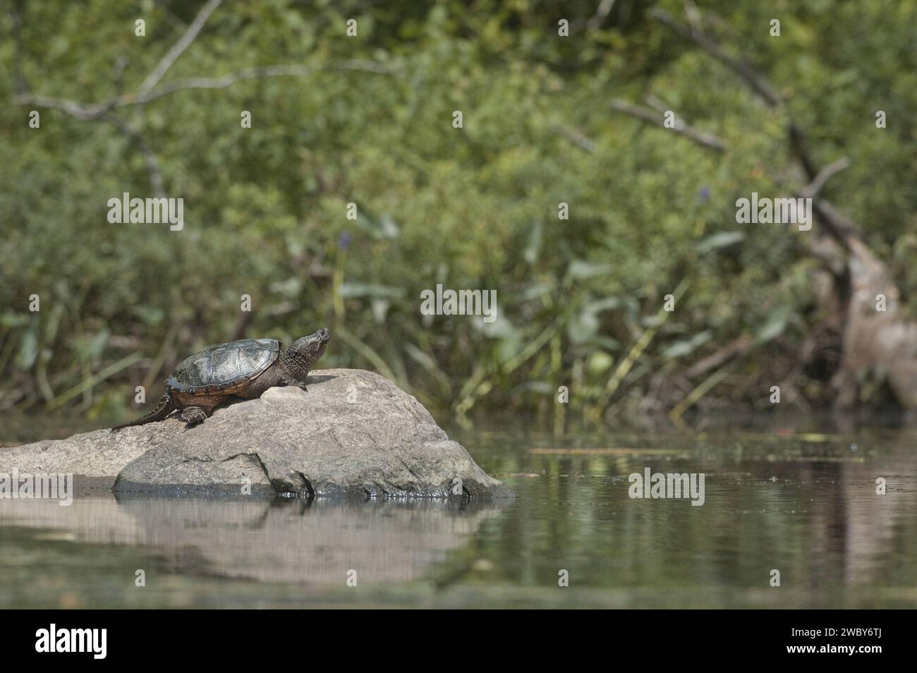 Snapping Turtle on a rock Stock Photo