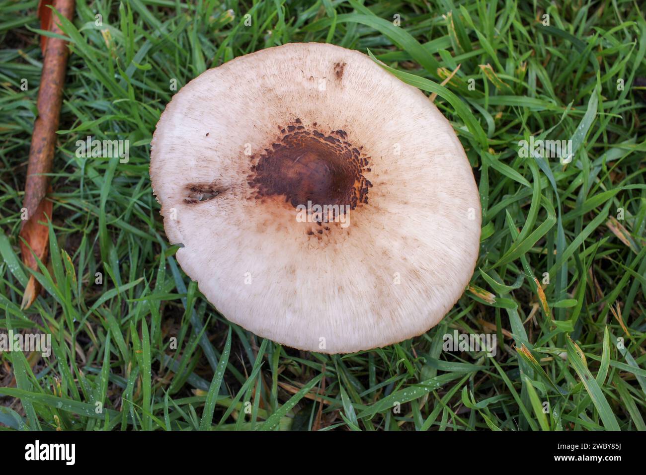 Mushrooms painting a picturesque portrait against the backdrop of ...