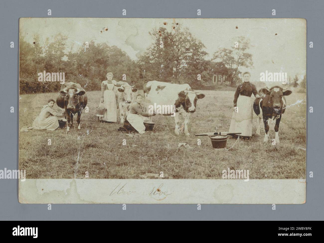 Peasant milking cows in a meadow, anonymous, 1903 photograph