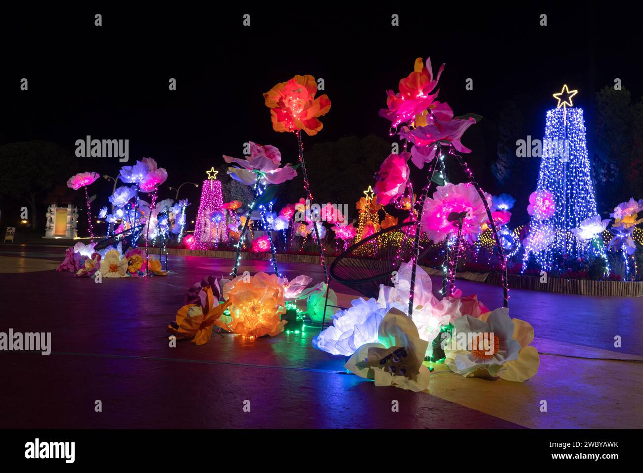 CHIANG MAI, THAILAND JANUARY 1, 2024 View of flower garden during