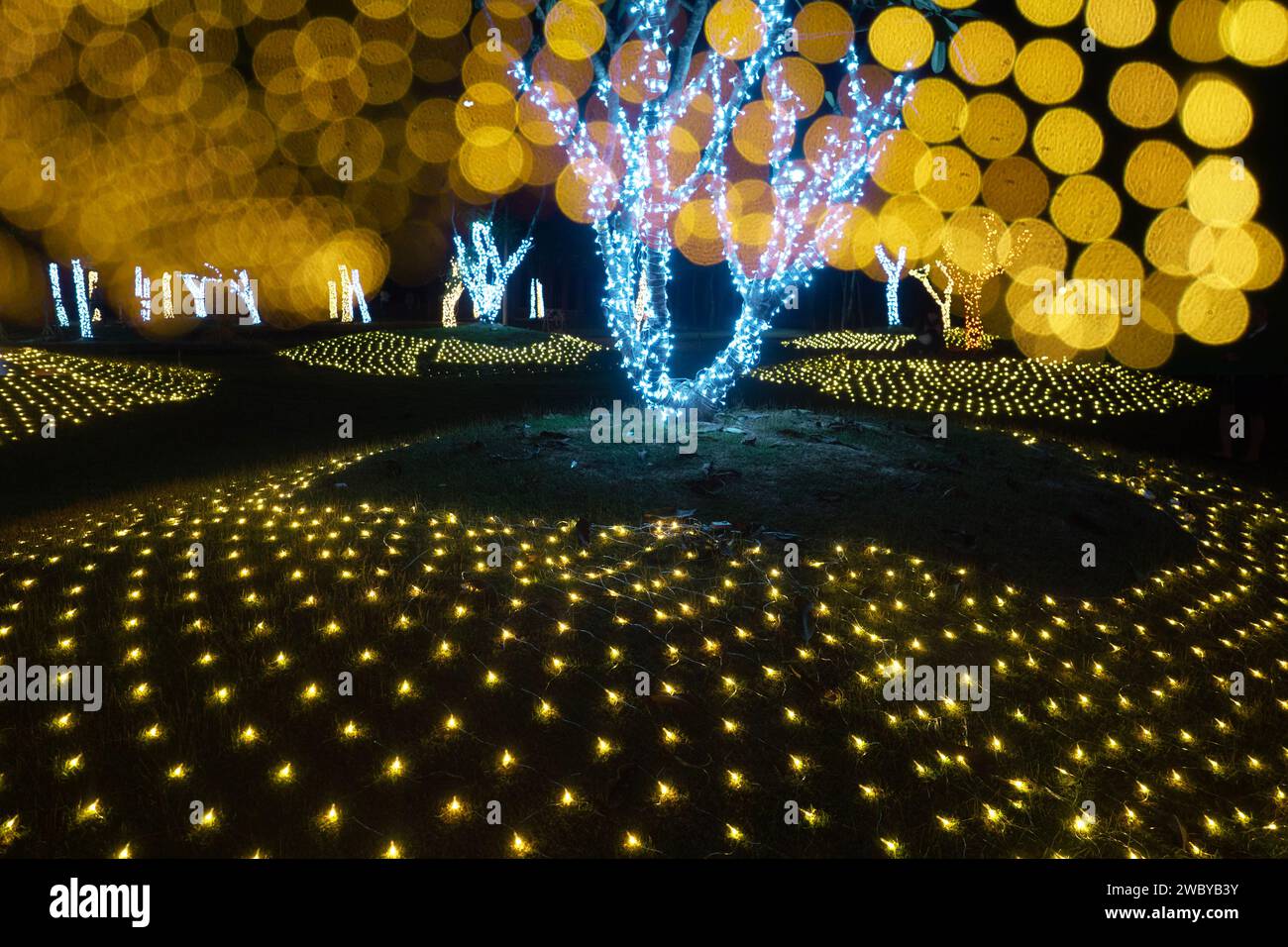 CHIANG MAI, THAILAND JANUARY 1, 2024 View of flower garden during