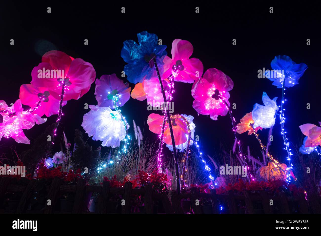 CHIANG MAI, THAILAND JANUARY 1, 2025 View of flower garden during