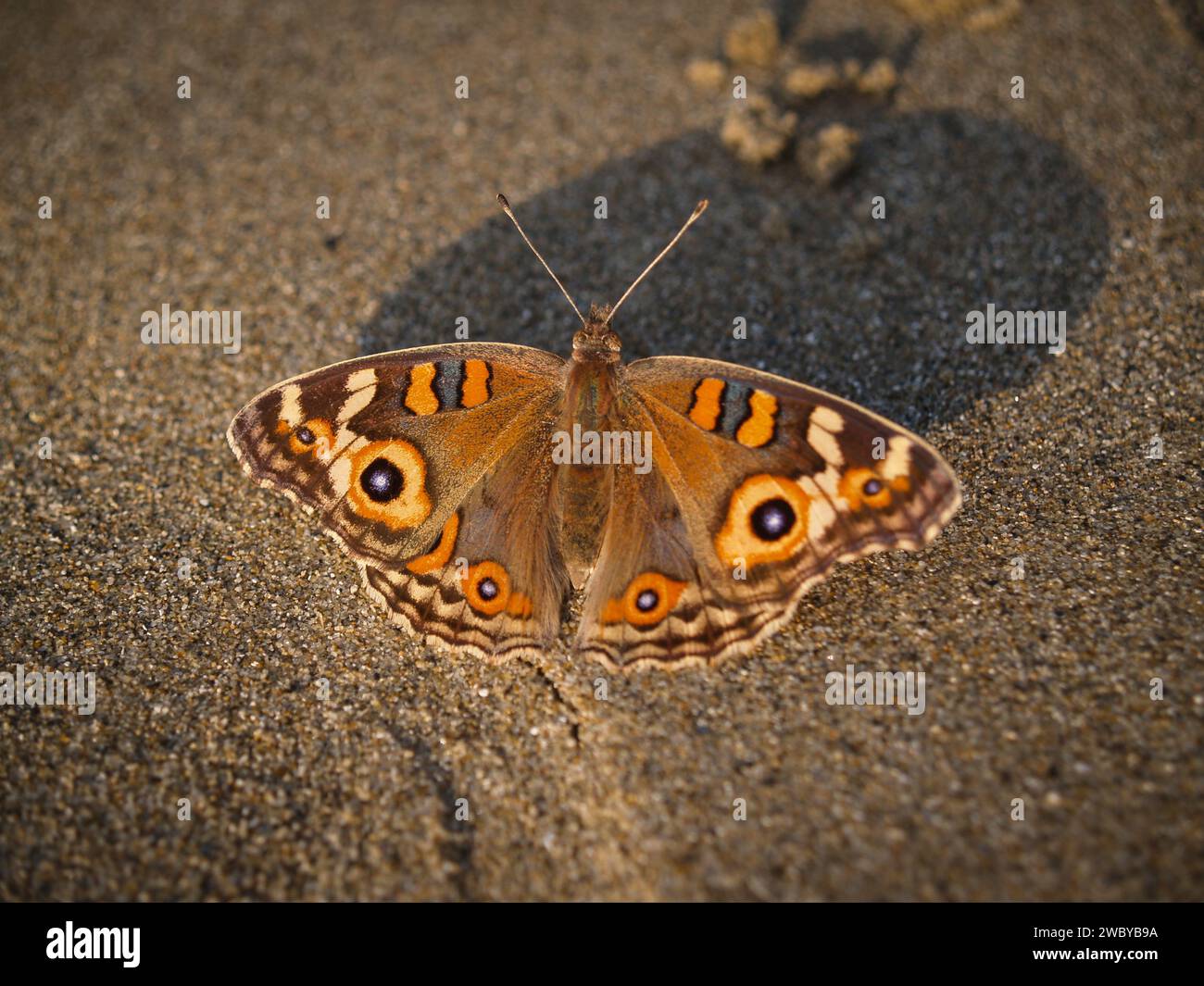 Meadow argus butterfly on beach, Port Douglas. Stock Photo