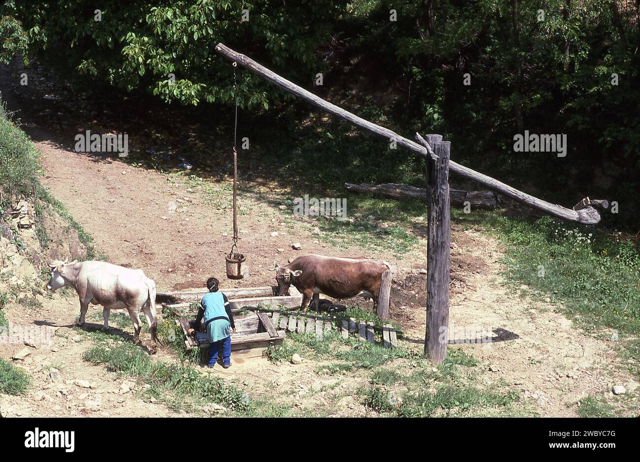 Vrancea County, Romania, approx. 1991. Woman drawing water for her cows from a water well. Stock Photo