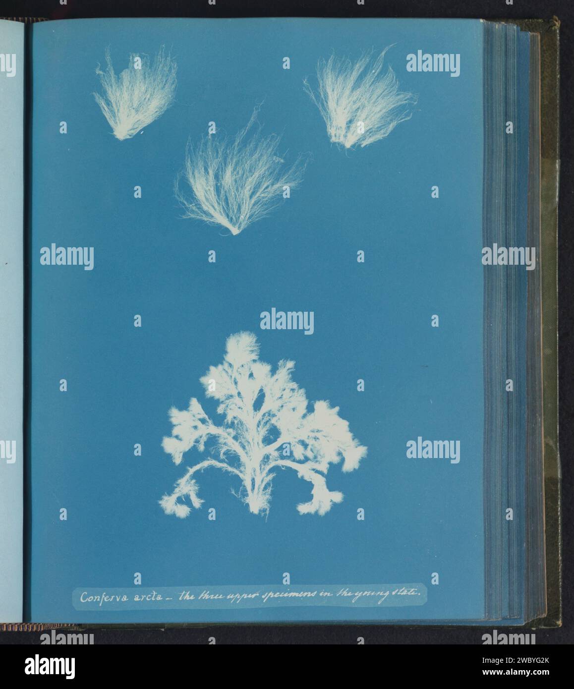 Conferva arcta - the three upper specimens in the young state, Anna Atkins, c. 1843 - c. 1853 photograph  United Kingdom photographic support cyanotype algae, seaweed Stock Photo