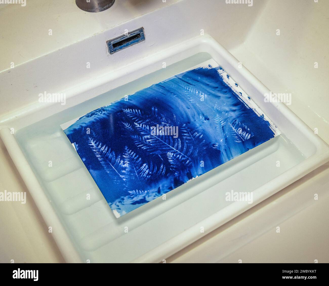 Washing exposed Cyanotype paper in water. Stock Photo