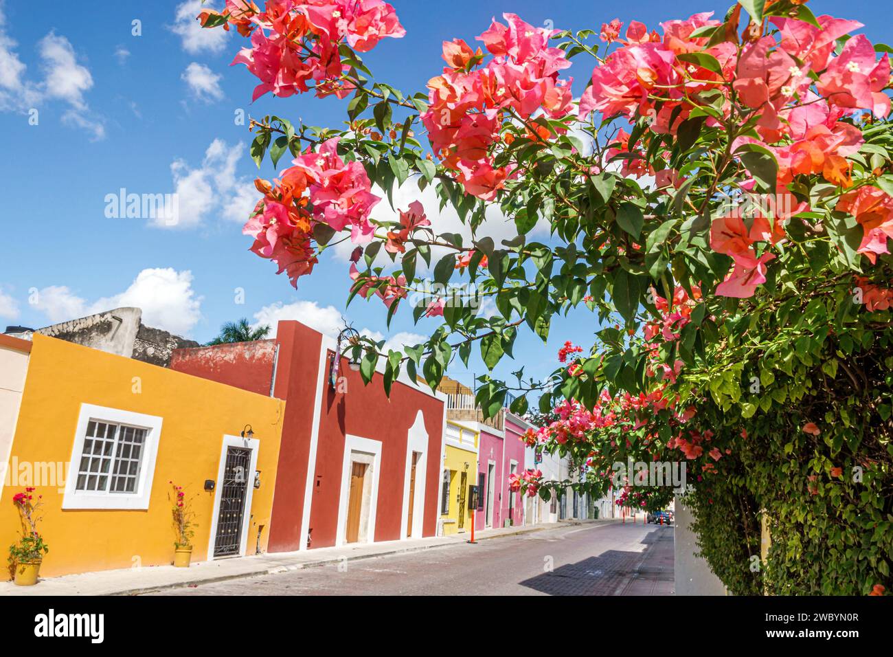 Merida Mexico,centro historico central historic district,Calle 64A,residence homes residences preservation,architecture,colorful,blooming bougainville Stock Photo