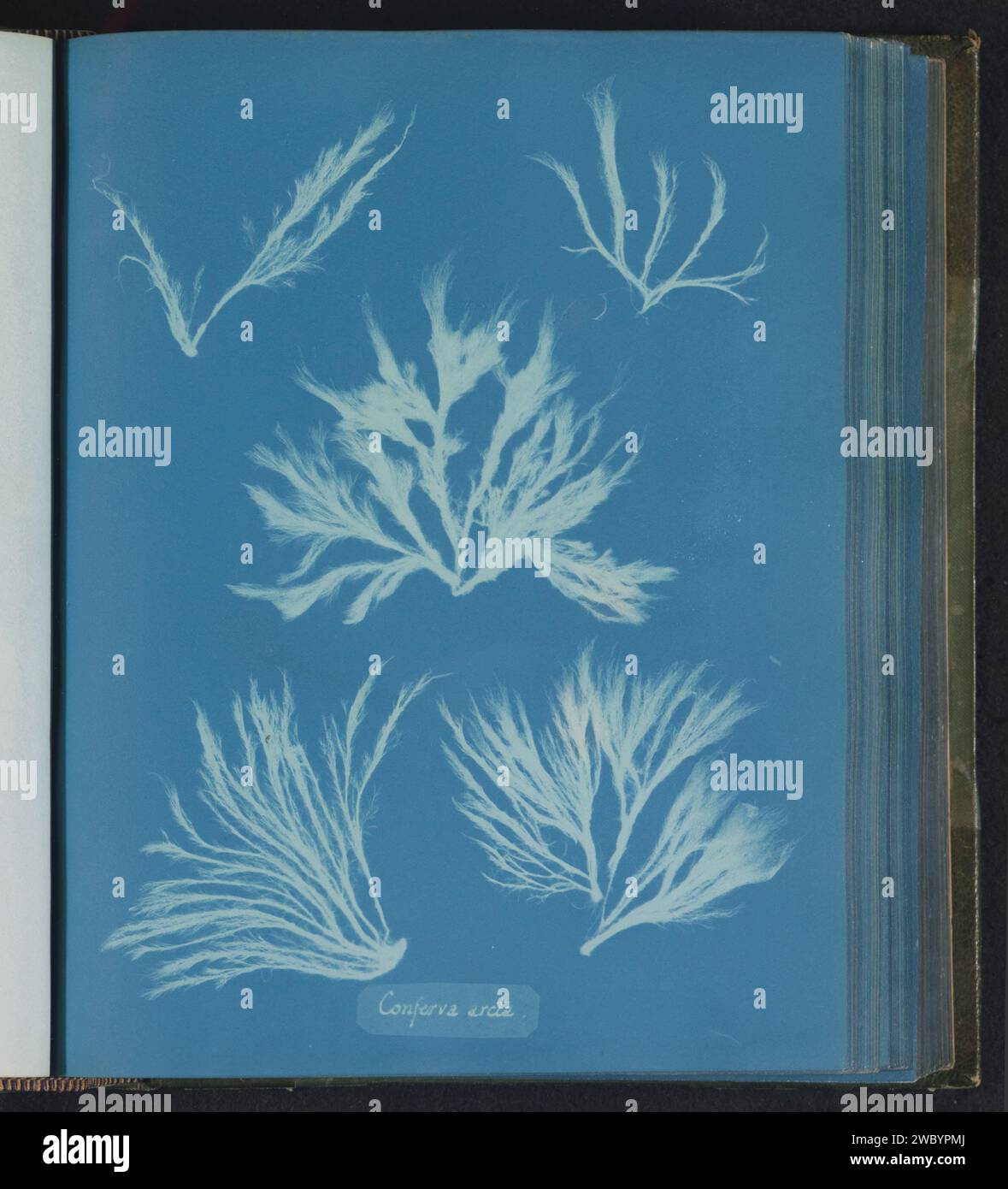 Conferva Arcta, Anna Atkins, c. 1843 - c. 1853 photograph  United Kingdom photographic support cyanotype algae, seaweed Stock Photo
