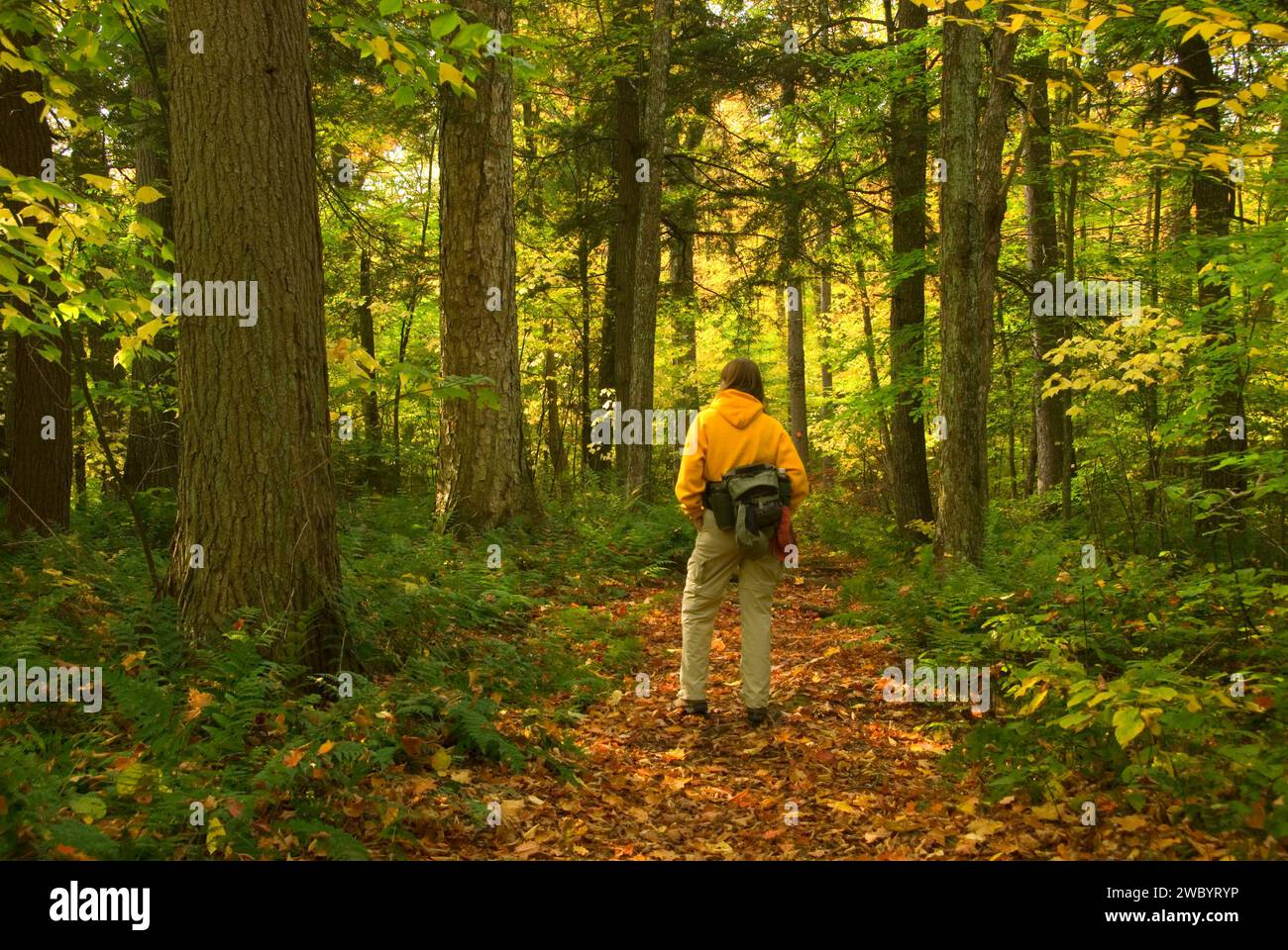 Floodwood loop trail hires stock photography and images Alamy