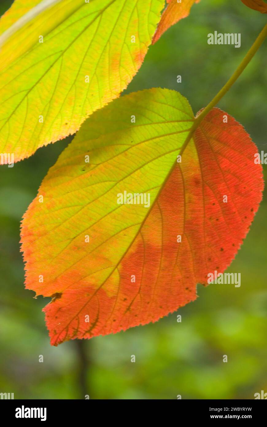 Hobblebush leaf, St Regis Canoe Area, Adirondack Forest Preserve, New York Stock Photo