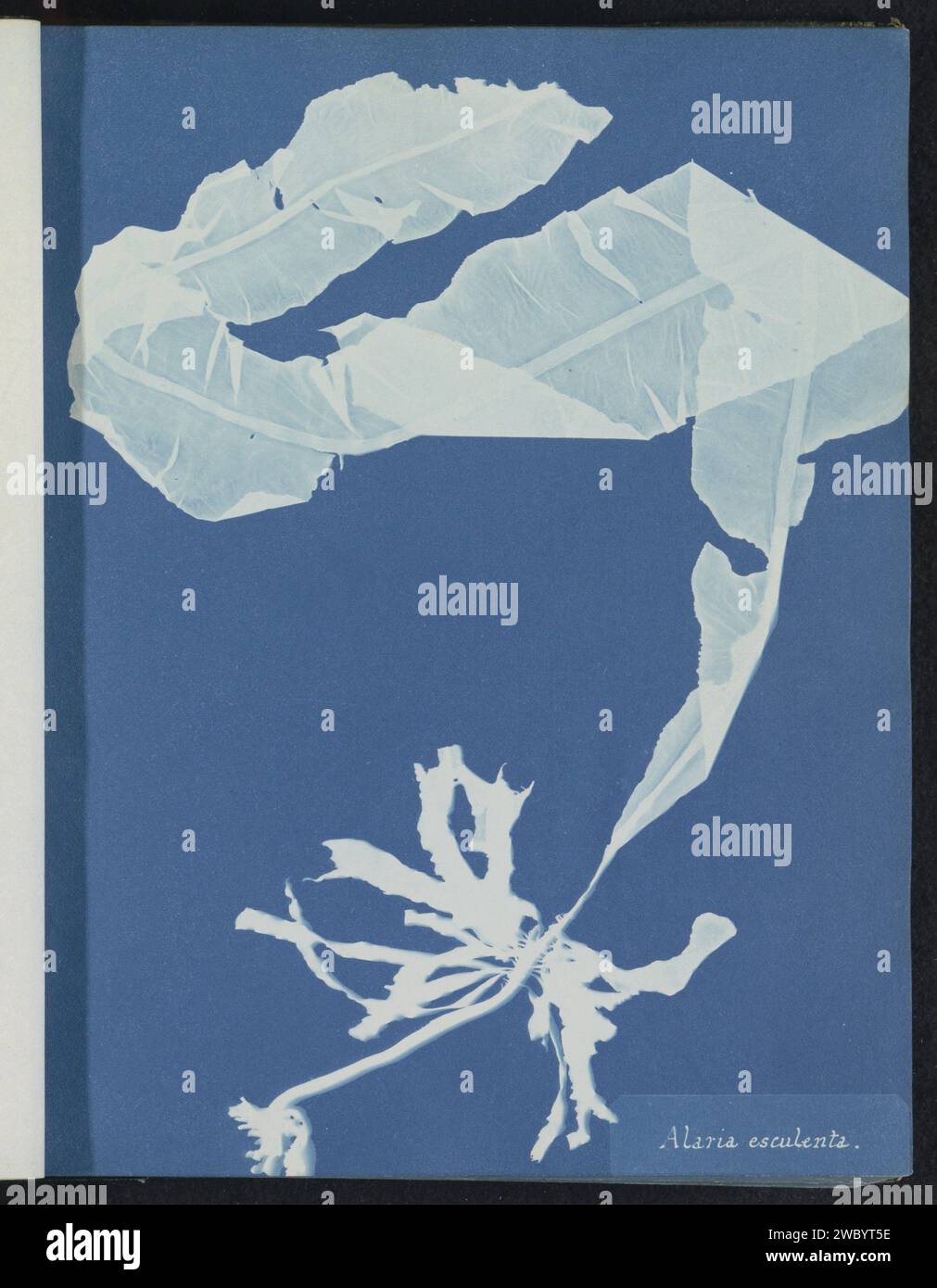 Alaria esculenta, Anna Atkins, c. 1843 - c. 1853 photograph  United Kingdom photographic support cyanotype algae, seaweed Stock Photo