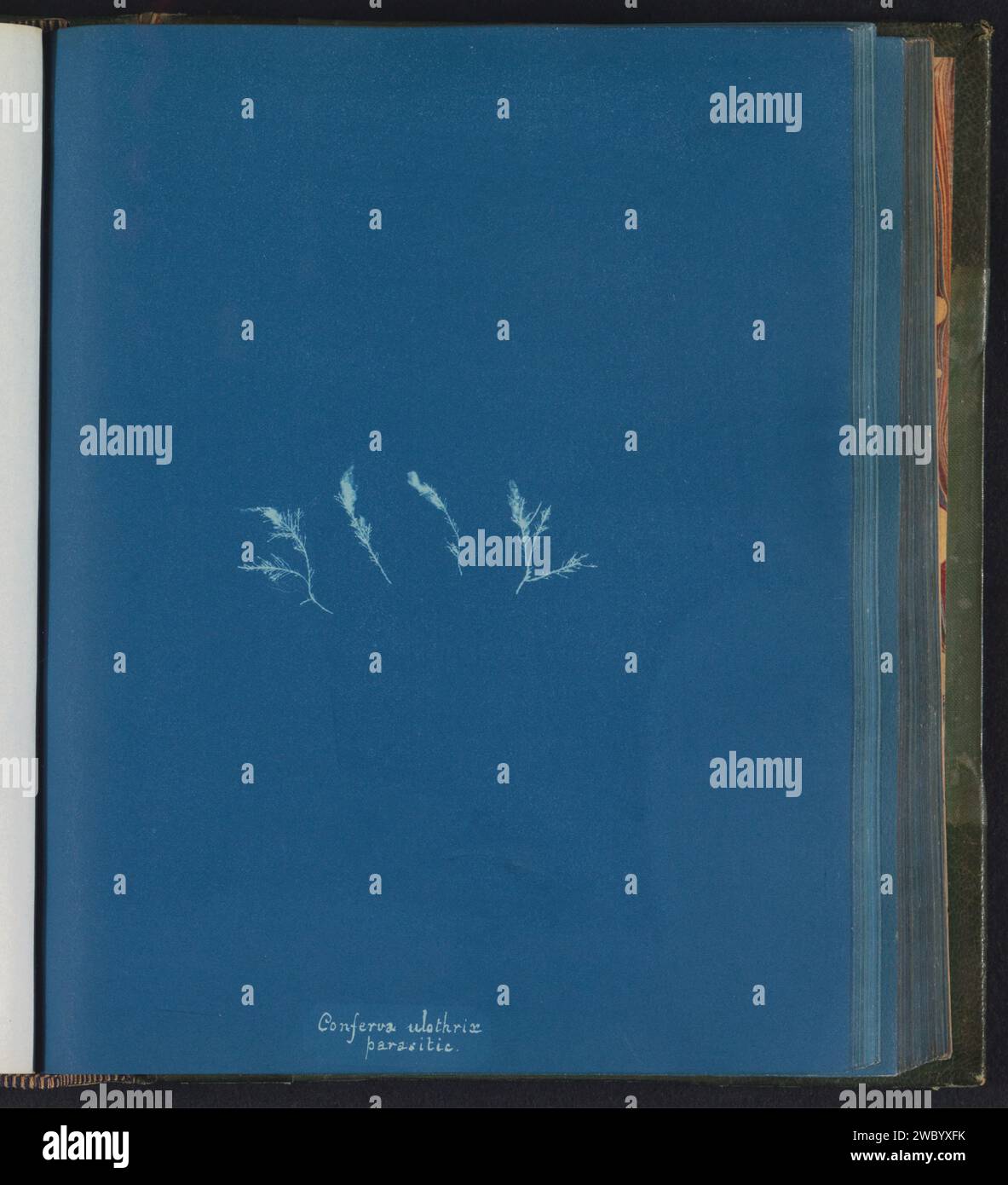 Conferva ulothrix hi-res stock photography and images - Alamy