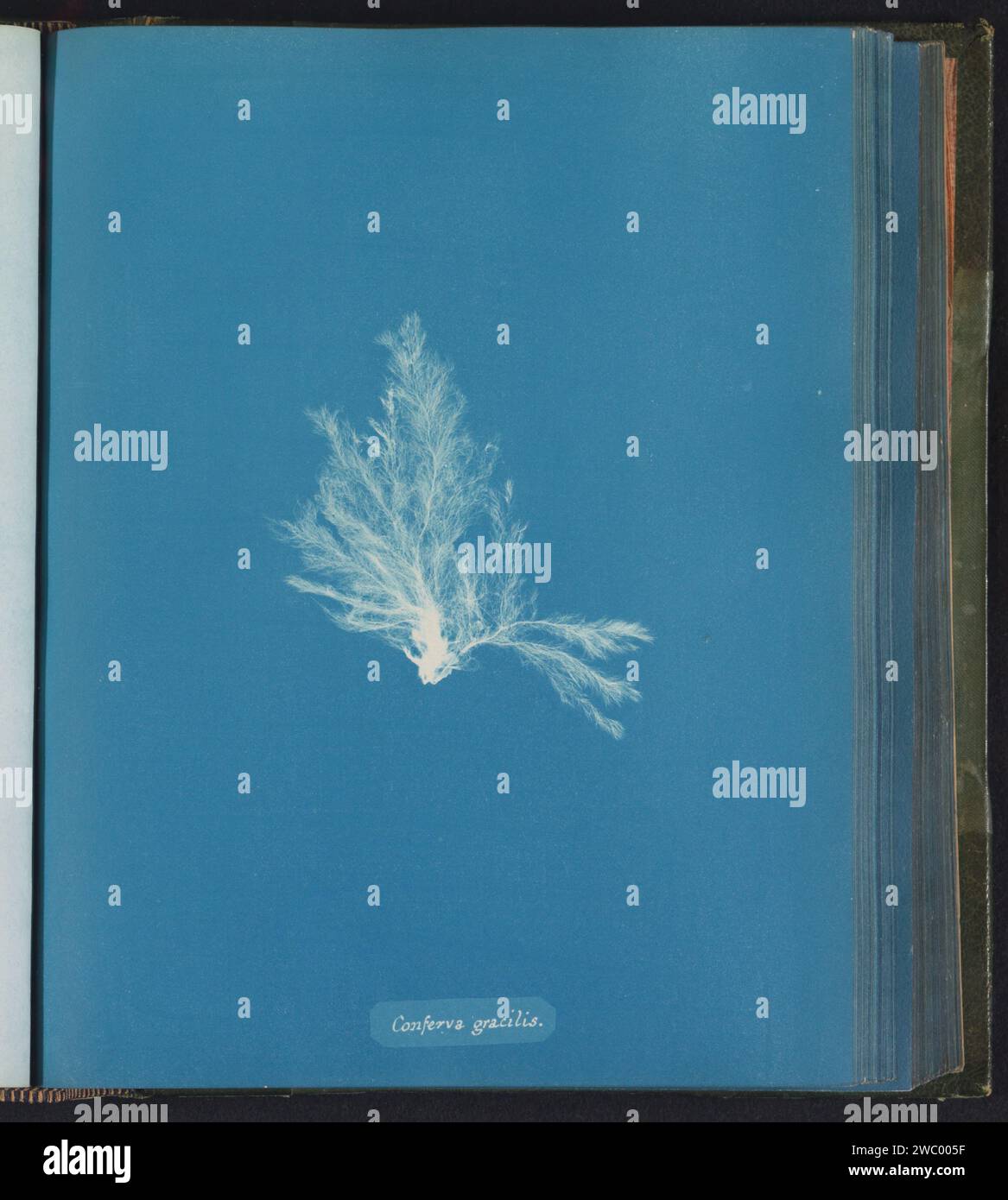 Conferva gracilis, Anna Atkins, c. 1843 - c. 1853 photograph  United Kingdom photographic support cyanotype algae, seaweed Stock Photo