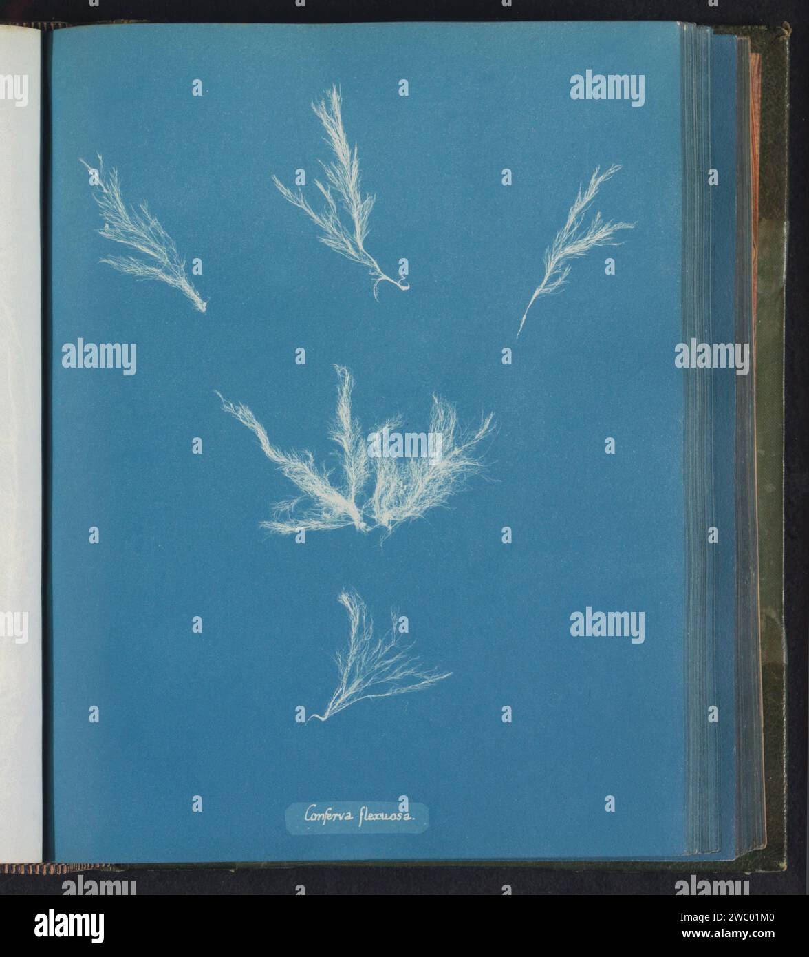 Conferva flexuosa hi-res stock photography and images - Alamy