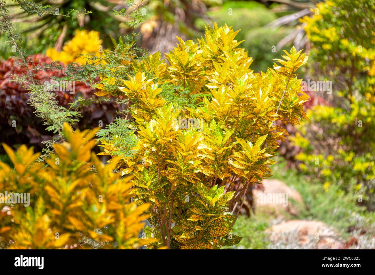 Croton plant that grows in Africa, decorative for garden and parks Stock Photo