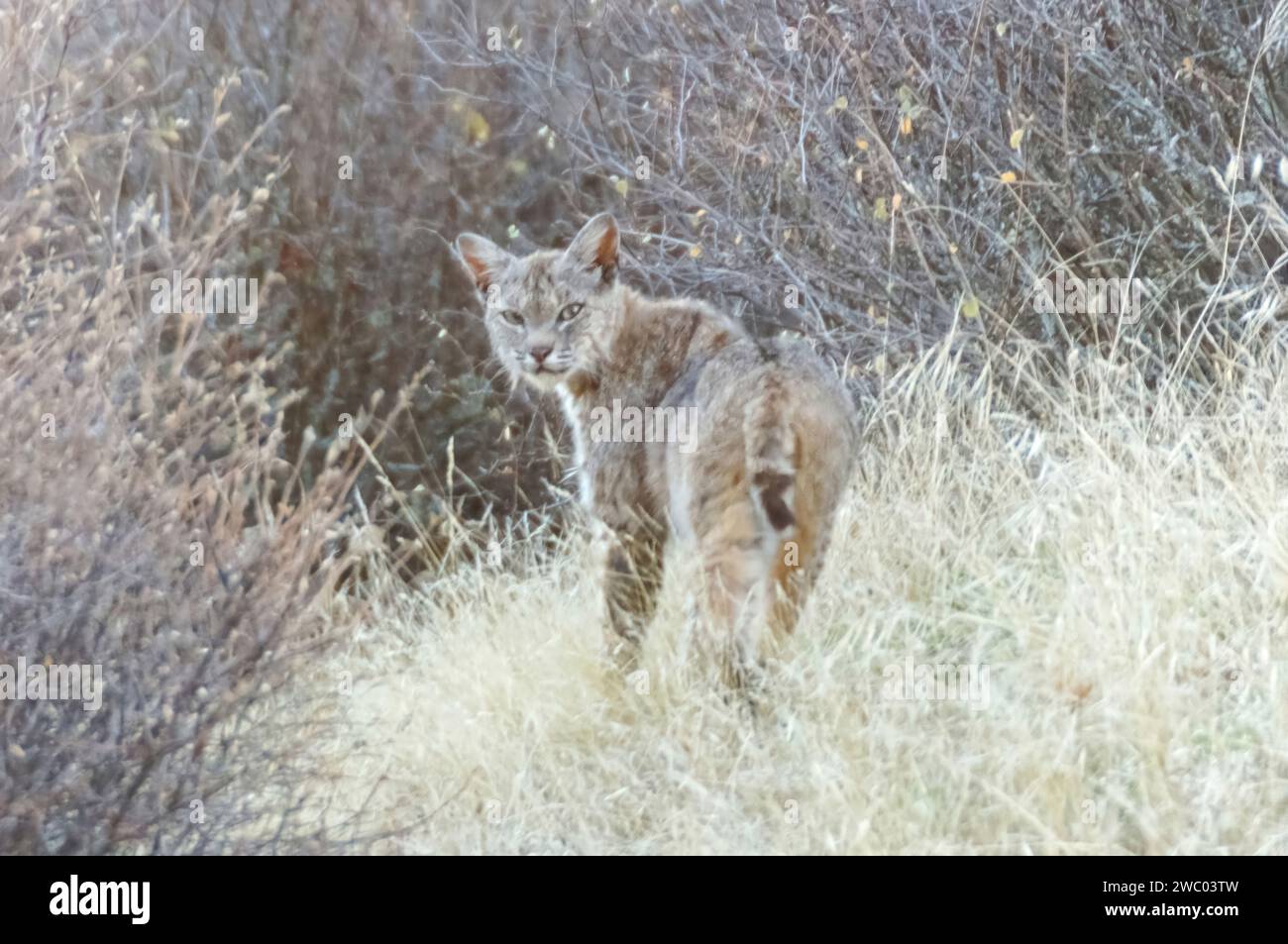 Bobcat looking back at camera. Joseph D Grant County Park, Santa Clara County, California. Stock Photo
