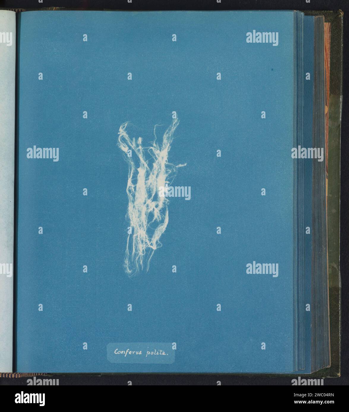 Conferva polita, Anna Atkins, c. 1843 - c. 1853 photograph United ...