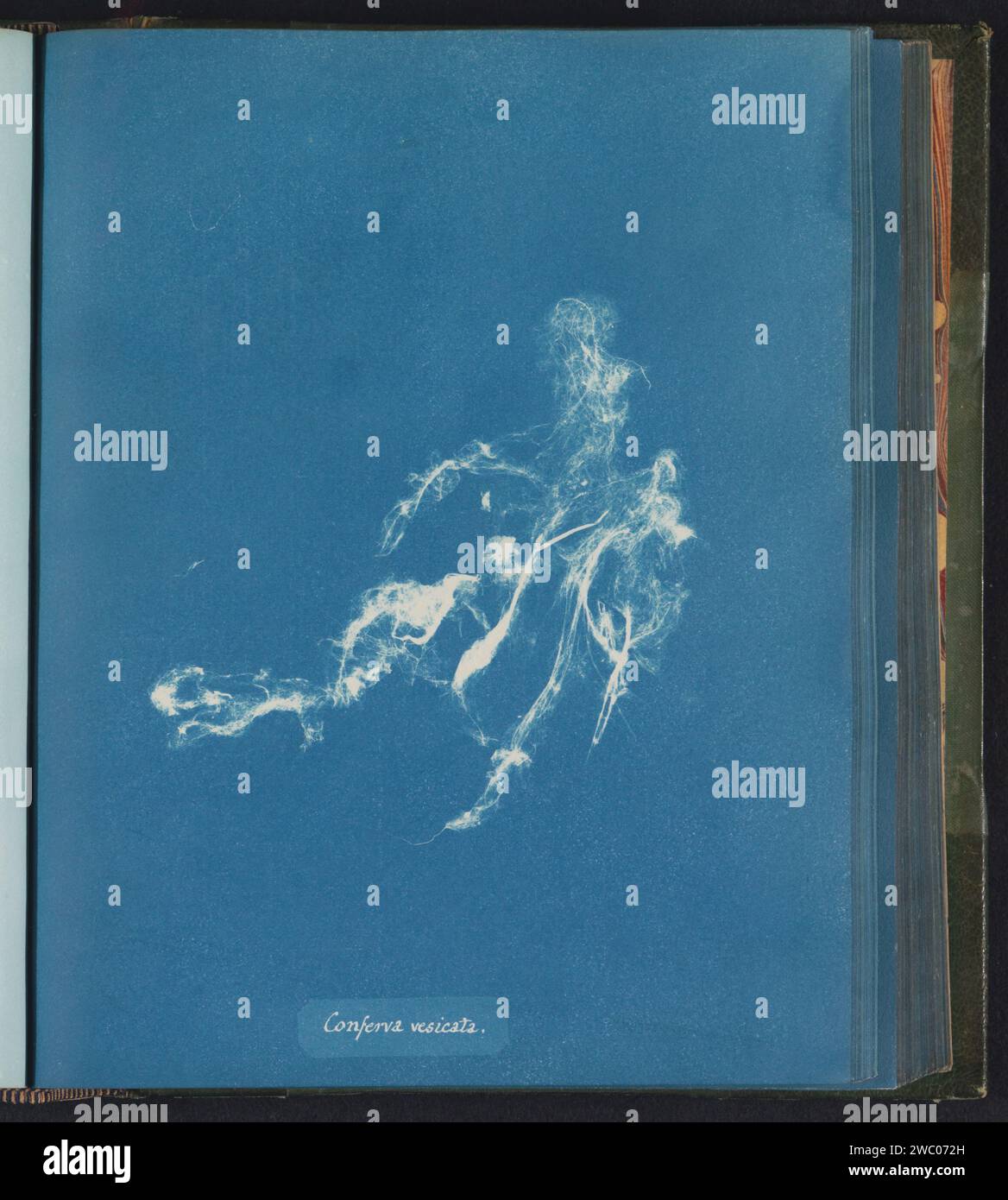 Conferva vesicata hi-res stock photography and images - Alamy