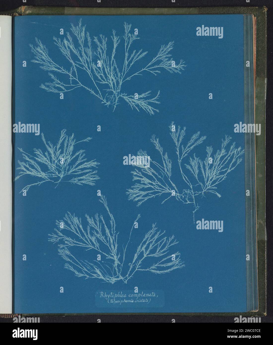 Rhytiphlea complanata / (Polysiphonia cristata), Anna Atkins, c. 1843 - c. 1853 photograph  United Kingdom photographic support cyanotype algae, seaweed Stock Photo