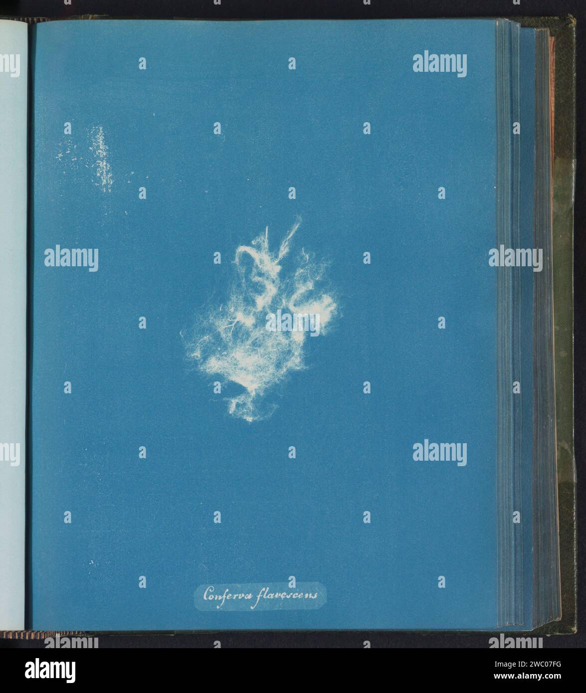 Conferva flavescens hi-res stock photography and images - Alamy