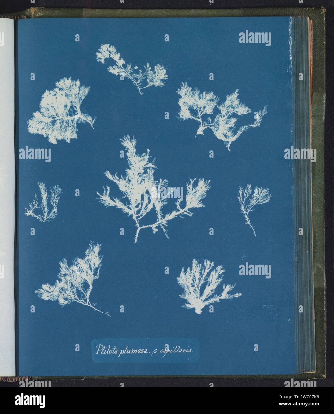 Ptilota Plumosa B Capillaris, Anna atkins, c. 1843 - c. 1853 photograph  United Kingdom photographic support cyanotype algae, seaweed Stock Photo