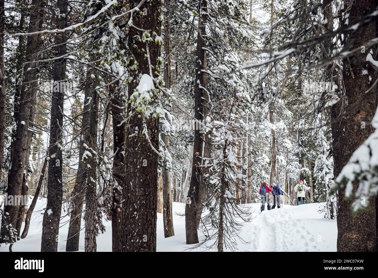 People snowshoe along the Pacific Crest Trail at Donner Summit California State Snopark in Soda