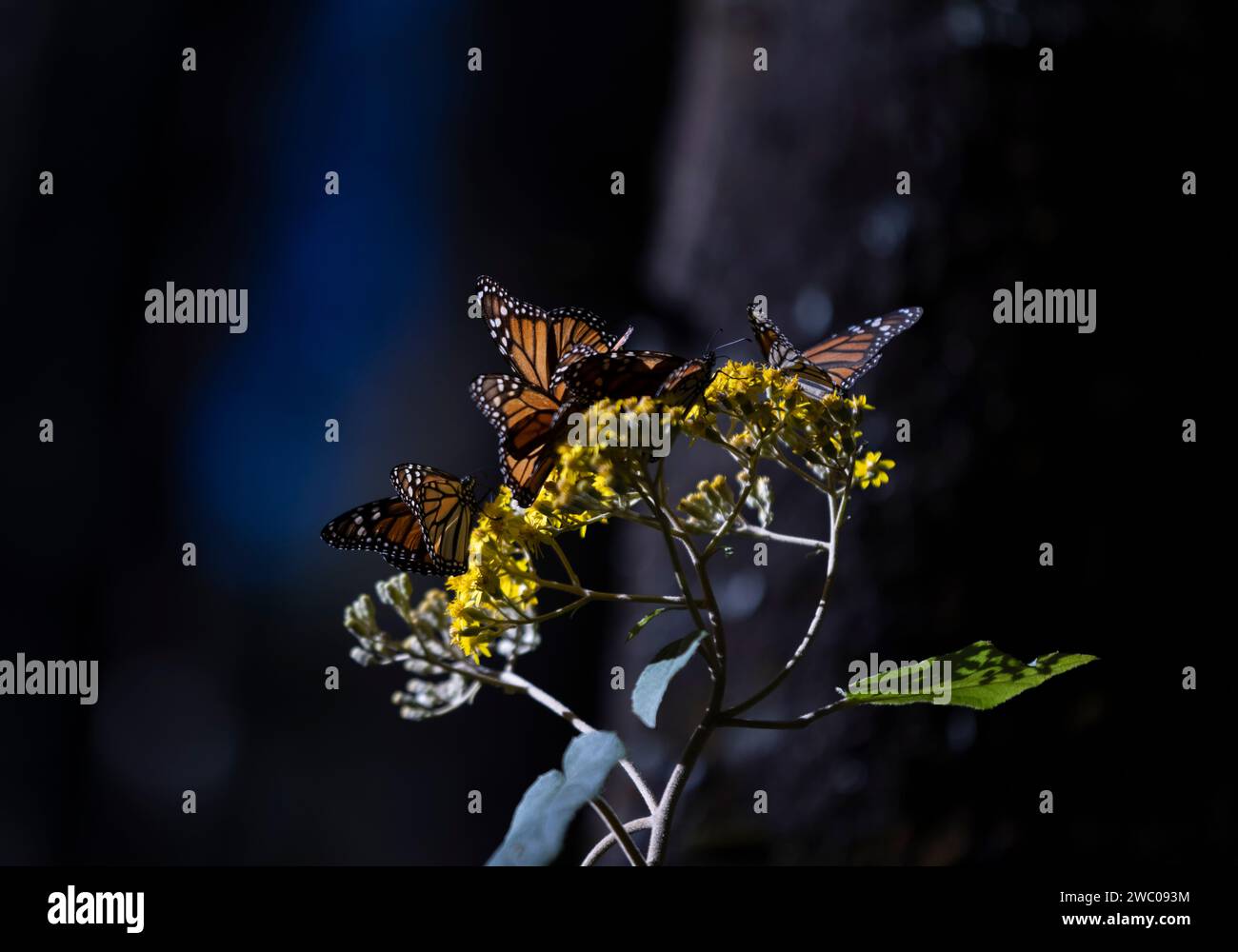 Mexico City. 12th Jan, 2024. This photo taken on Jan. 12, 2024 shows monarch butterflies in a monarch butterfly sanctuary in Temascaltepec, Mexico. Credit: Li Mengxin/Xinhua/Alamy Live News Stock Photo