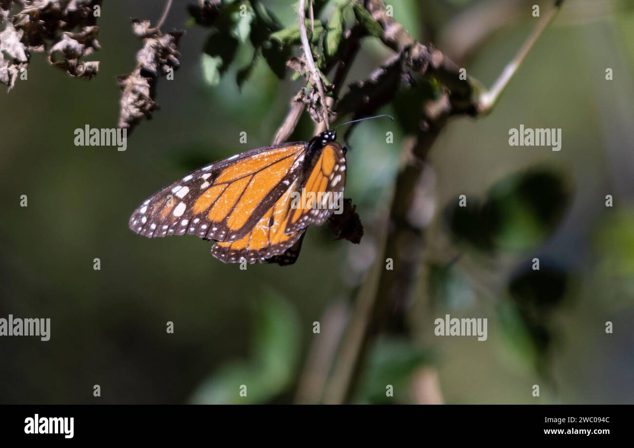Mexico City. 12th Jan, 2024. This photo taken on Jan. 12, 2024 shows a monarch butterfly in a monarch butterfly sanctuary in Temascaltepec, Mexico. Credit: Li Mengxin/Xinhua/Alamy Live News Stock Photo