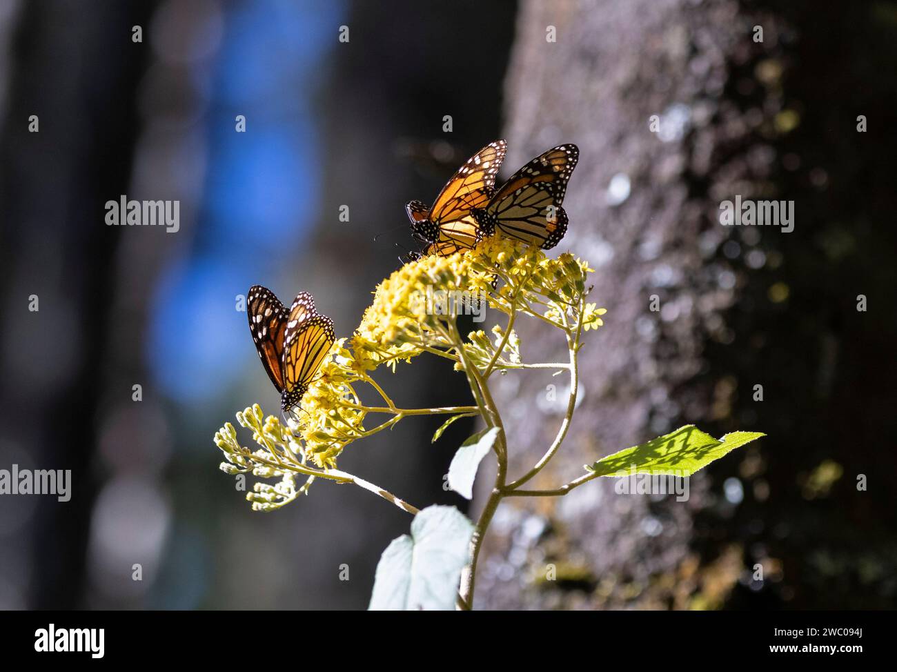 Mexico City. 12th Jan, 2024. This photo taken on Jan. 12, 2024 shows monarch butterflies in a monarch butterfly sanctuary in Temascaltepec, Mexico. Credit: Li Mengxin/Xinhua/Alamy Live News Stock Photo