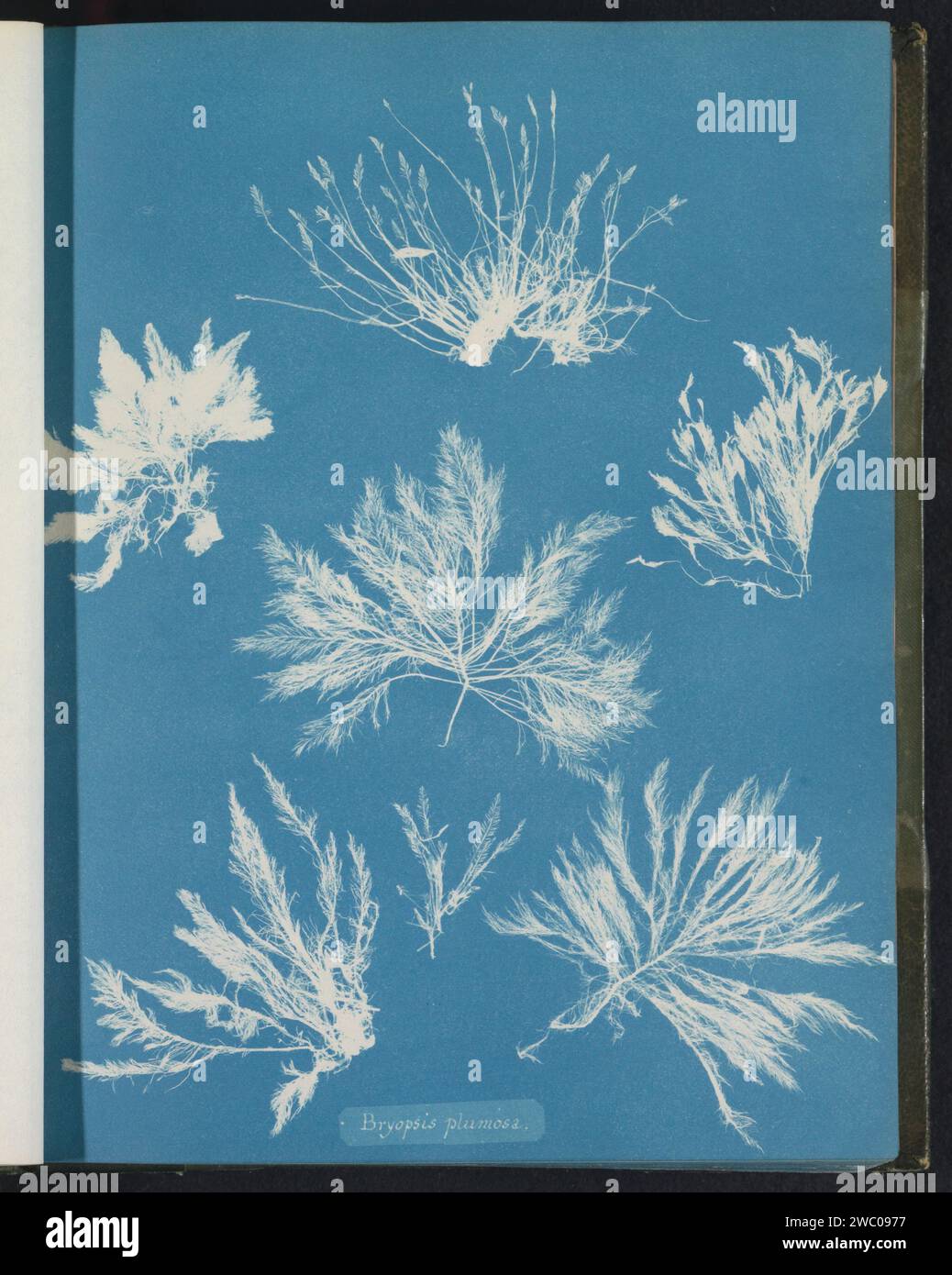 Bryopsis plumosa, Anna Atkins, c. 1843 - c. 1853 photograph  United Kingdom photographic support cyanotype algae, seaweed Stock Photo