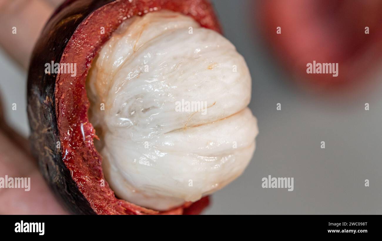 Close up of a mangosteen fruit on a isolated gray table. Stock Photo