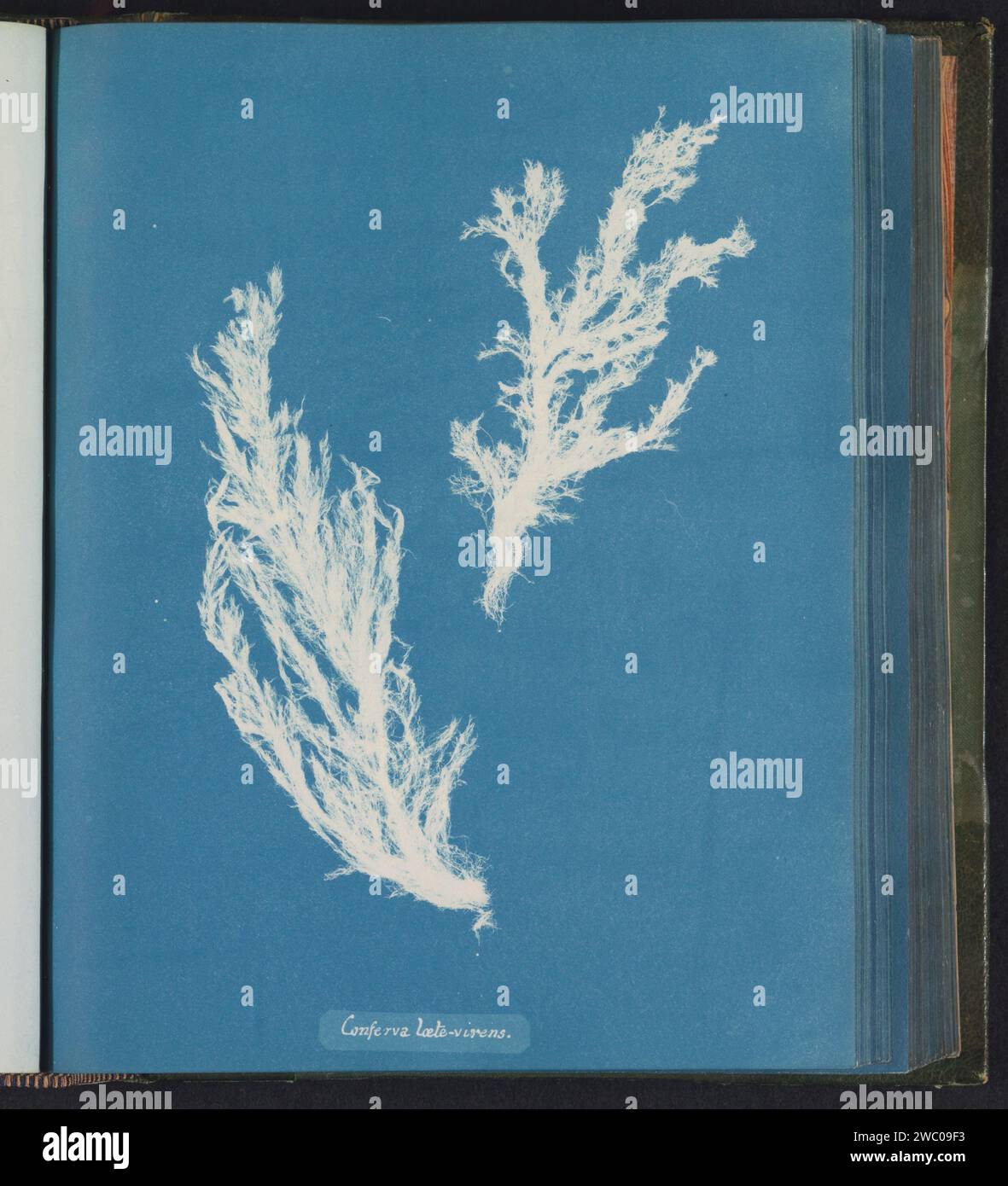 Conferva glad-headed [lætevirens], Anna Atkins, c. 1843 - c. 1853 ...